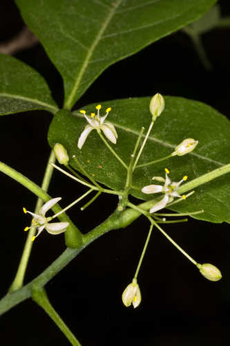 Ptelea trifoliata #6